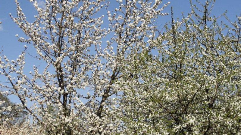 DSC00352 00.JPG - Hát  nem lett. Lefagyott, leszáradt, sztrájkoltak a méhek.....nem tudom.